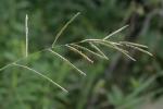 Paspalum urvillei Steud.