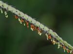 Paspalum urvillei Steud.