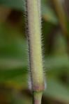 Paspalum urvillei Steud.