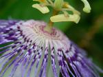 Passiflora incarnata L.