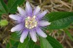 Passiflora incarnata L.