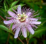 Passiflora incarnata L.