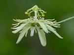 Passiflora lutea L.