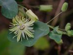 Passiflora lutea L.