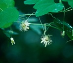 Passiflora lutea L.