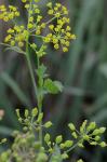 Pastinaca sativa L.