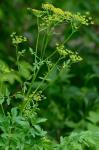 Pastinaca sativa L.