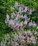 Paulownia tomentosa (Thunb.) Steud.