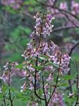 Paulownia tomentosa (Thunb.) Steud.
