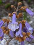 Paulownia tomentosa (Thunb.) Steud.