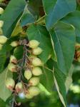 Paulownia tomentosa (Thunb.) Steud.
