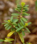 Paxistima canbyi A. Gray
