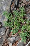 Paxistima canbyi A. Gray