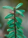 Paxistima canbyi A. Gray