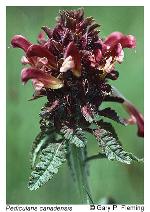 Pedicularis canadensis L.