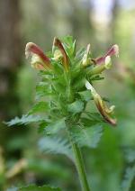 Pedicularis canadensis L.