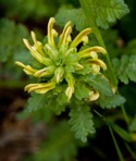 Pedicularis canadensis L.