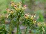 Pedicularis canadensis L.
