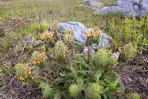 Pedicularis canadensis L.