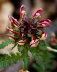 Pedicularis canadensis L.