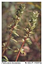 Pedicularis lanceolata Michx.