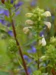 Pedicularis lanceolata Michx.