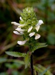 Pedicularis lanceolata Michx.