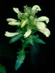 Pedicularis lanceolata Michx.