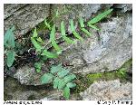 Pellaea atropurpurea (L.) Link