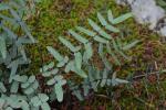 Pellaea atropurpurea (L.) Link
