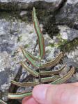 Pellaea atropurpurea (L.) Link