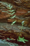 Pellaea atropurpurea (L.) Link