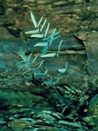 Pellaea atropurpurea (L.) Link