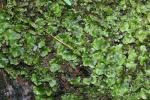 Pellia epiphylla (L.) Corda