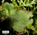 Pellia epiphylla (L.) Corda