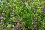 Pellia neesiana (Gottsche) Limpr.