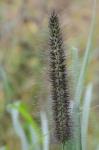 Cenchrus purpurascens Thunb.