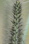 Cenchrus purpurascens Thunb.