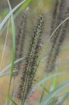 Cenchrus purpurascens Thunb.