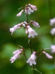 Penstemon australis Small