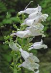 Penstemon brevisepalus Pennell