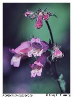 Penstemon canescens (Britt.) Britt.