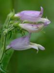 Penstemon canescens (Britt.) Britt.