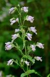Penstemon canescens (Britt.) Britt.