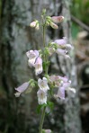 Penstemon canescens (Britt.) Britt.