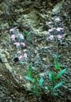Penstemon canescens (Britt.) Britt.