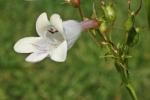 Penstemon digitalis Nutt. ex Sims
