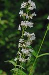 Penstemon digitalis Nutt. ex Sims