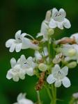 Penstemon digitalis Nutt. ex Sims