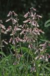 Penstemon hirsutus (L.) Willd.